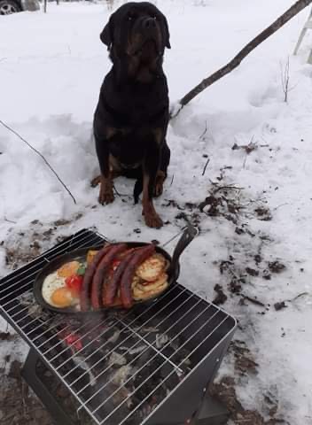 Koira vahtii grilliä